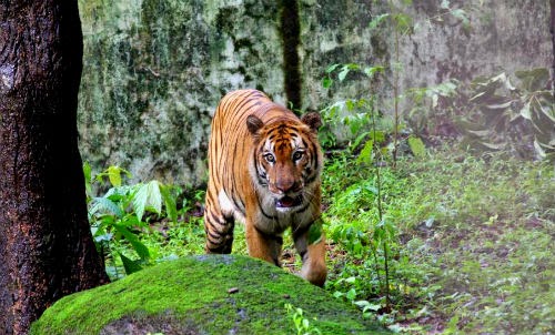 Wildlife Tours